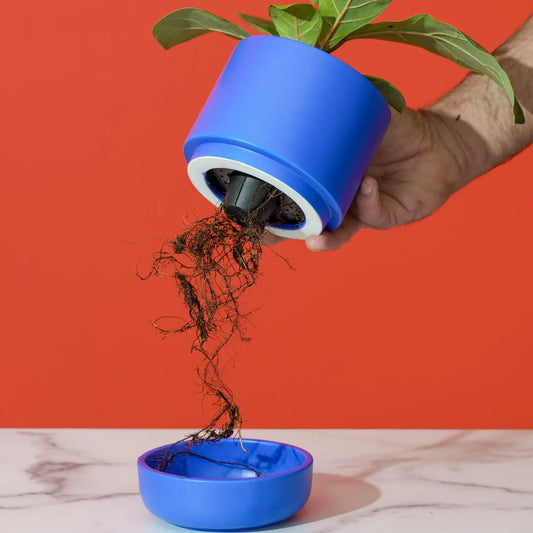 Franklin Self-Watering Planter